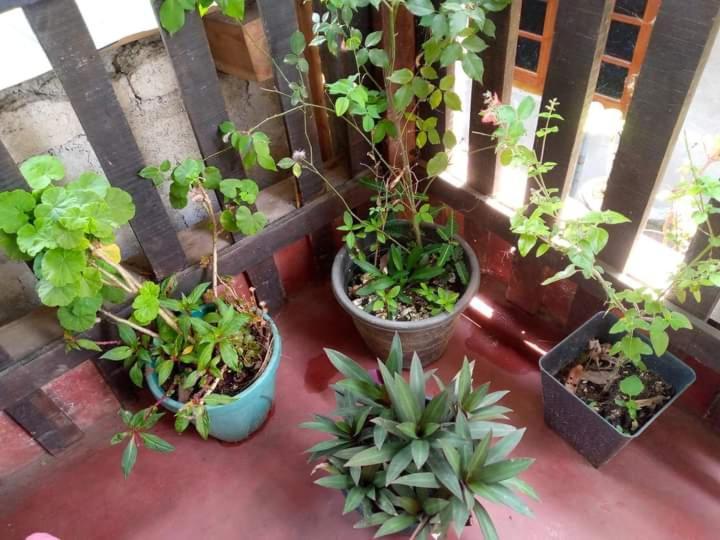 Ask Homestay Ella Exterior foto